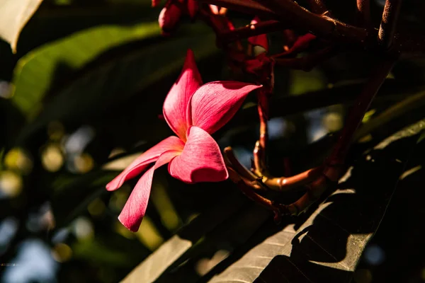 葉を持つフランジパニの花 — ストック写真