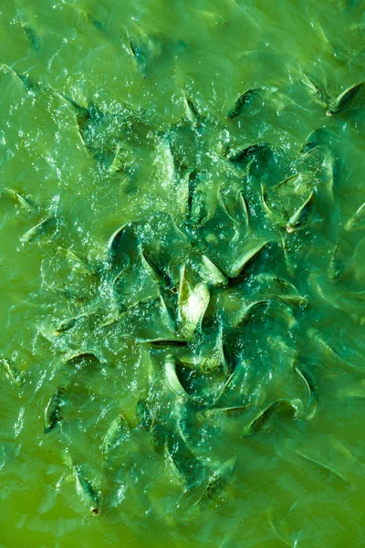 Fisk Vattnet Thailand — Stockfoto