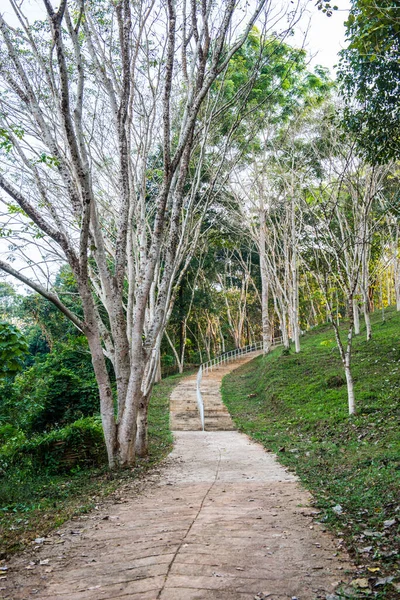 Passerella Nel Parco Nazionale Doi Phu Nang Thailandia — Foto Stock