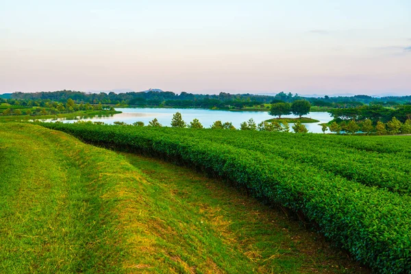 Tea Ültetvény Singha Park Thaiföld — Stock Fotó
