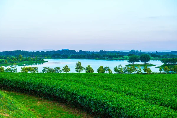 Tea Plantation Singha Park Thailand — Stock Photo, Image