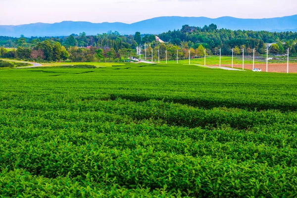 Plantacja Herbaty Parku Singha Tajlandia — Zdjęcie stockowe
