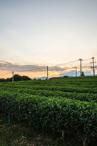 Tea Ültetvény Este Thaiföld — Stock Fotó