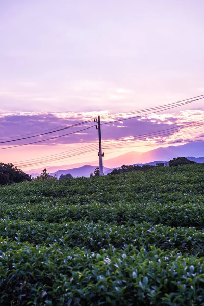 stock image Tea plantation in evening time, Thailand.