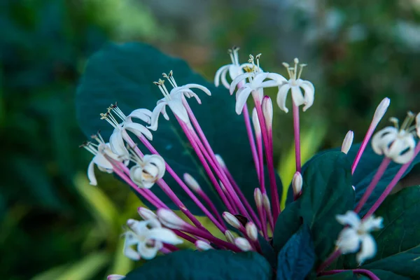 Flor Branca Parque Tailândia — Fotografia de Stock