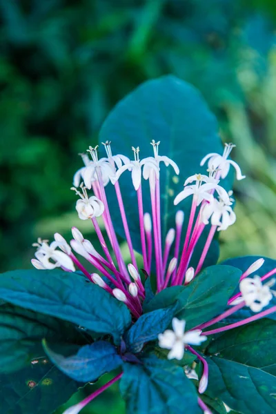 Biały Kwiat Parku Tajlandia — Zdjęcie stockowe