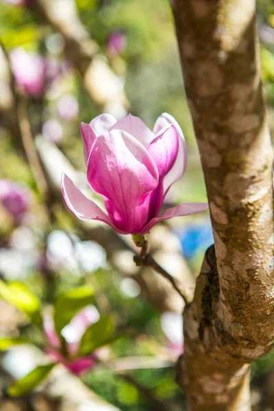 Hermosa Flor Magnolia Árbol Tailandia — Foto de Stock
