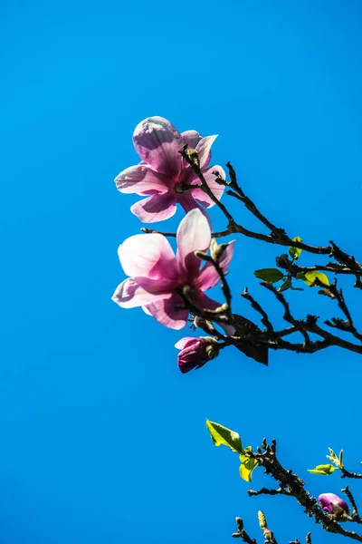 Красивый Цветок Магнолии Дереве Таиланд — стоковое фото