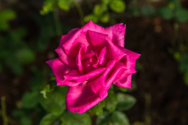 Rosa Rosa Jardín Tailandia — Foto de Stock