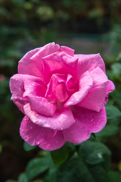 Rose Rose Dans Jardin Thaïlande — Photo