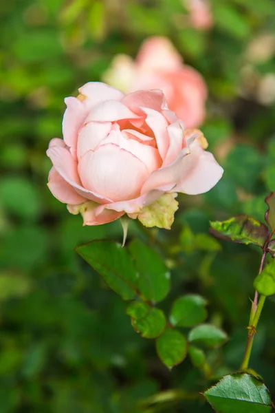 浅粉玫瑰 — 图库照片