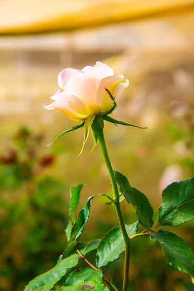 Světle Růžová Růže Zahradě Thajsko — Stock fotografie