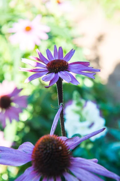 stock image Violet flower in the garden, Thailand.