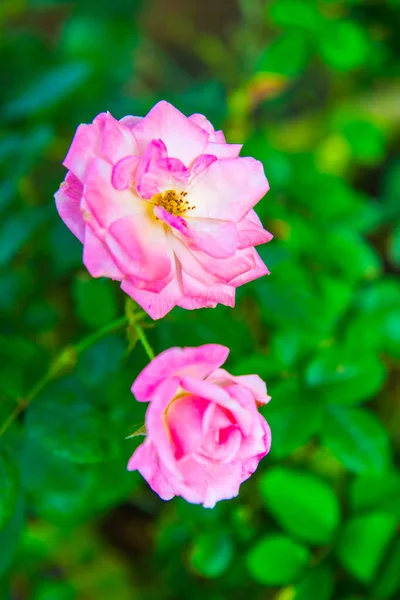 Rosa Claro Rosa Jardim Tailândia — Fotografia de Stock