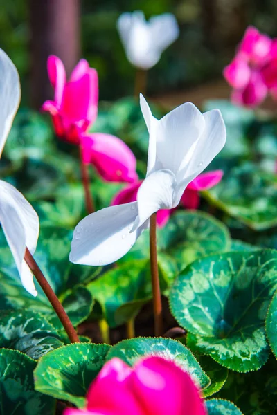 Biały Kwiat Ogrodzie Tajlandia — Zdjęcie stockowe