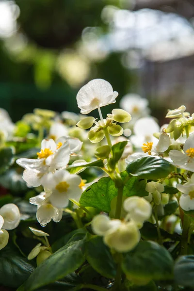 Mały Biały Kwiat Ogrodzie Tajlandia — Zdjęcie stockowe