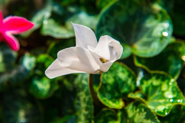 Bílý Květ Zahradě Thajsko — Stock fotografie