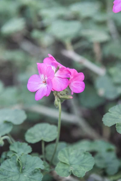 Kleine Rosa Blume Garten Thailand — Stockfoto