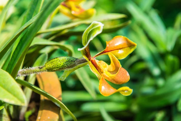Lady Slipper Orchid Thai Thailand — Stock Photo, Image