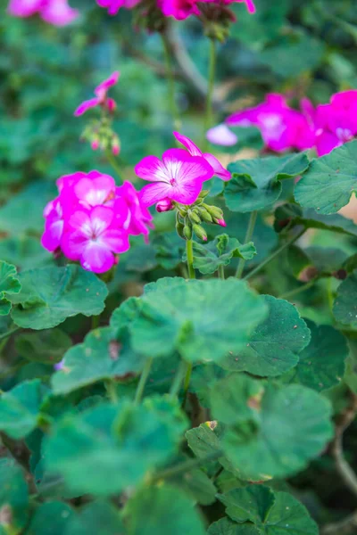 Μικρό Ροζ Λουλούδι Στον Κήπο Ταϊλάνδη — Φωτογραφία Αρχείου