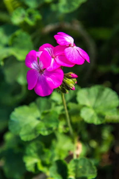 Маленький Розовый Цветок Саду Таиланд — стоковое фото