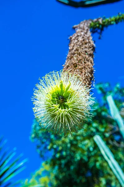 Mavi Gökyüzü Olan Kaktüs Çiçeği Tayland — Stok fotoğraf
