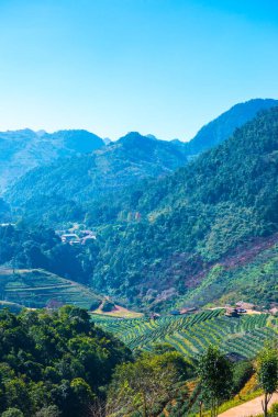 Manzara Görünümü Çay Çiftliği 2000, Tayland.