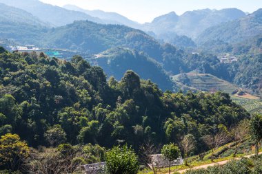 Manzara Görünümü Çay Çiftliği 2000, Tayland.
