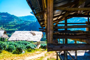 Shed Çay Çiftliği 2000, Tayland.