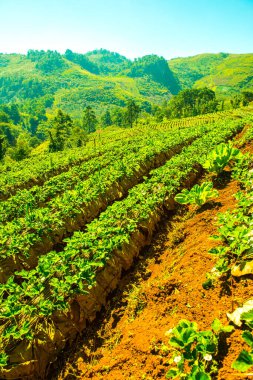 Çilek tarlası Doi Ang Khang, Tayland.