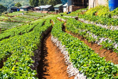 Çilek tarlası Doi Ang Khang, Tayland.