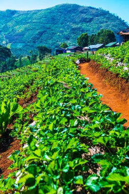 Çilek tarlası Doi Ang Khang, Tayland.