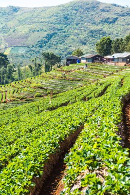 Çilek tarlası Doi Ang Khang, Tayland.