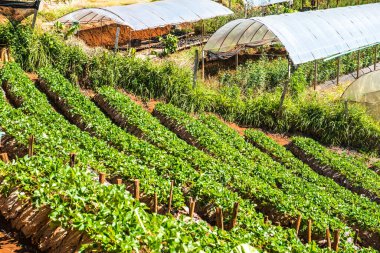 Çilek tarlası Doi Ang Khang, Tayland.