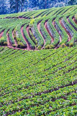 Çilek tarlası Doi Ang Khang, Tayland.