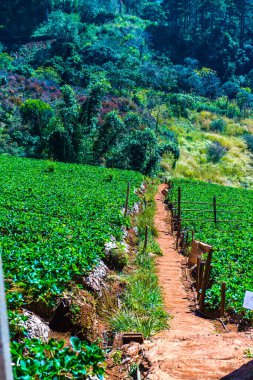 Çilek tarlası Doi Ang Khang, Tayland.