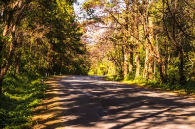 Doi Ang Khang, Tayland 'da kiraz çiçeği tüneli.