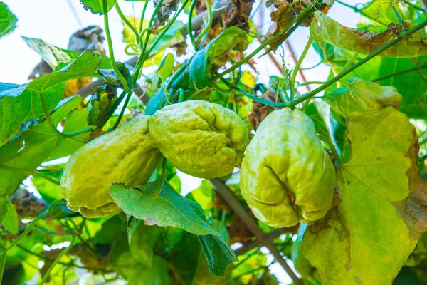 Bahçede Chayote meyvesi, Tayland.