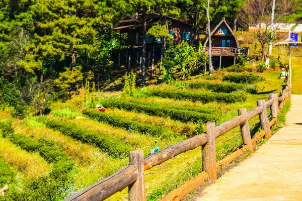 Manzara Görünümü Çay Çiftliği 2000 Tayland — Stok fotoğraf