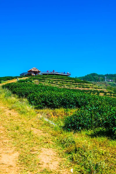 Landscape View Tea Plantation 2000 Thailand — Stock Photo, Image