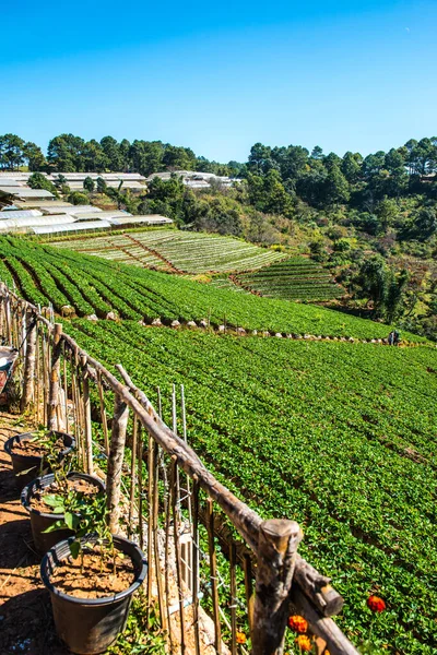 Aardbeienplantageveld Bij Doi Ang Khang Thailand — Stockfoto