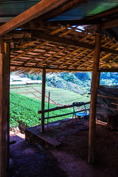 Casa Descanso Con Campo Plantación Fresas Doi Ang Khang Tailandia — Foto de Stock