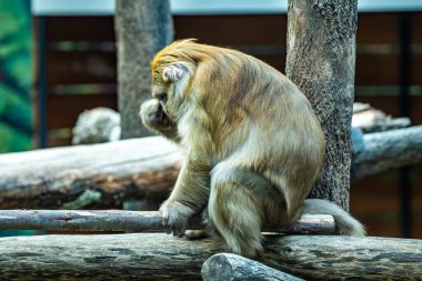 Assam Macaque in Thai, Thailand.