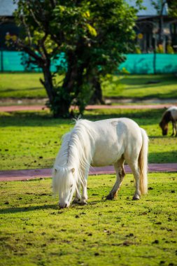 Tayland 'da yeşil çimlerin üzerinde cüce at.