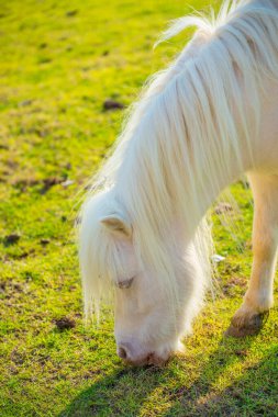 Tayland 'da yeşil çimlerin üzerinde cüce at.