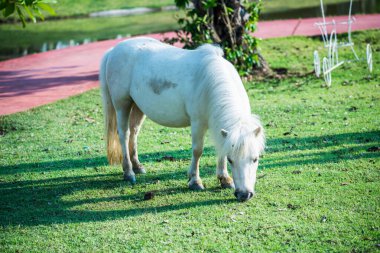 Tayland 'da yeşil çimlerin üzerinde cüce at.