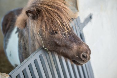 Tayland 'ın cüce atının yüzü.