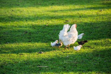 Tayland 'da çim bahçesinde piliçli tavuk.