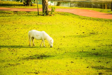 Tayland 'da yeşil çimlerin üzerinde cüce at.