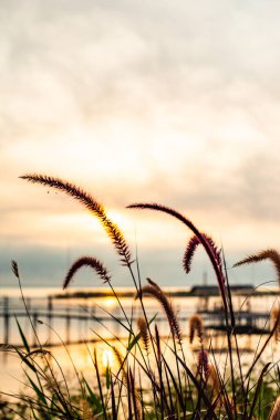 Grass flower with Kwan Phayao background, Thailand.